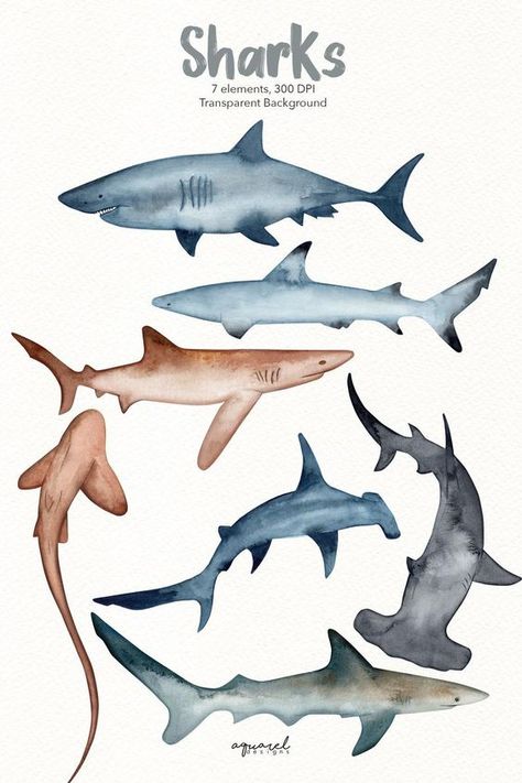 Types Of Sharks, Bull Shark, Hammerhead Shark, Sharks, Watercolor Painting, White Background, White, Art, Watercolour Painting