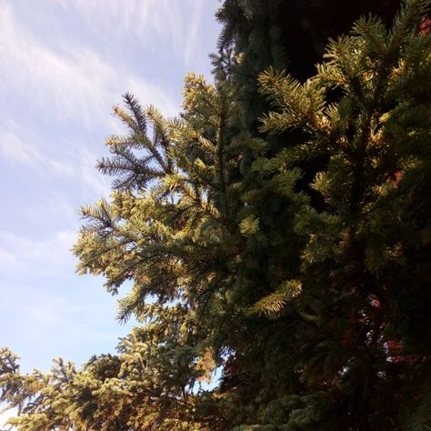 #tree #spruce #sky #green #blue Spruce Tree Aesthetic, Tree Aesthetic, Sky Green, Spruce Tree, Blue Spruce, Cornwall, My Aesthetic, Shed, Plants