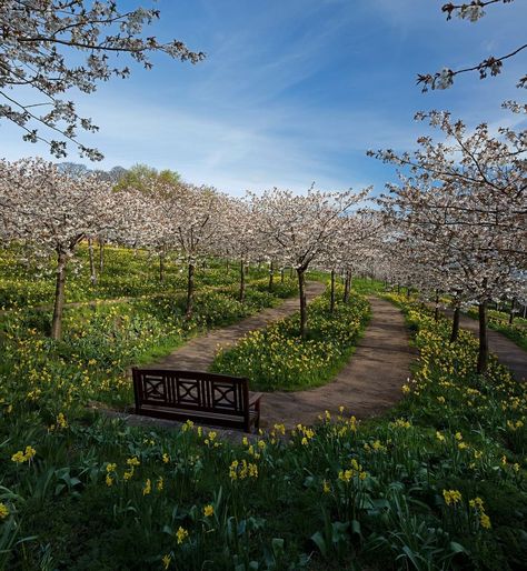 Orchard Aesthetic, Tree Orchard, Cherry Farm, Cherry Orchard, Fantasy Garden, Gardening Inspiration, Garden Angels, Dark Flowers, Moon Garden