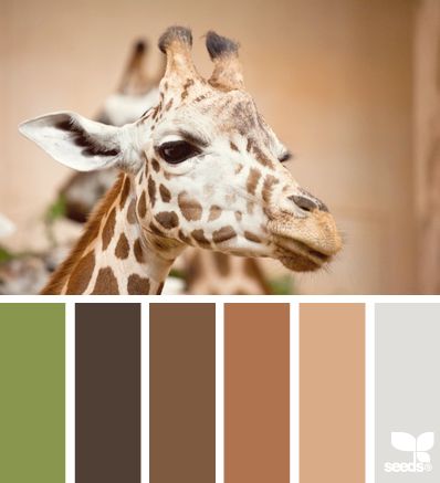 girraffen braun Colour Guide, Palette Ideas, A Giraffe, Color Palate, Design Seeds, Safari Theme, Color Balance, Idea Board, Colour Board