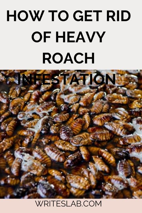 HOW TO GET RID OF HEAVY ROACH INFESTATION German Cockroaches How To Get Rid Of, How To Keep Roaches Out Of Your House, How To Get Rid Of German Roaches Fast, German Roaches Get Rid Of Diy, How To Kill Cockroaches Fast, Roach Infestation How To Get Rid Of, Cockroaches How To Get Rid Of, Kill Roaches Fast, Roaches Get Rid Of Diy