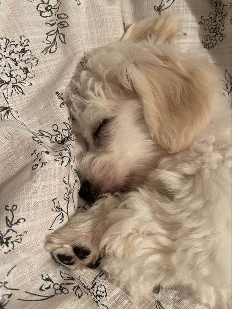 Angel Babies, Cavapoo Puppies, Puppies And Kitties, Baby Angel, Little Dogs, Kitty, Puppies, Angel, Moon