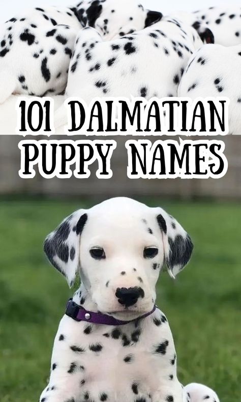 Full List of the 101 Dalmatians Dog Names - In The Playroom Dalmatian Name Ideas, The 101 Dalmatians, Dalmatian Puppies, 101 Dalmations, Dalmatian Puppy, Disney Dogs, Dalmatian Dogs, Puppy Names, 101 Dalmatians