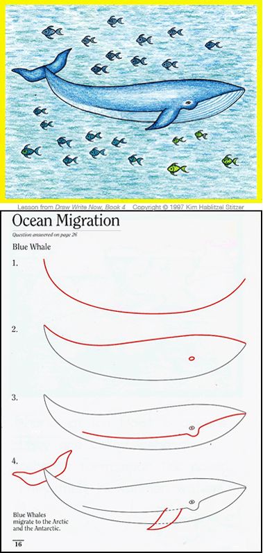 How to draw a blue whale Trin For Trin Tegning, A Whale, Homeschool Art, Blue Whale, Art How, Drawing Lessons, Mail Art, Elementary Art, Teaching Art