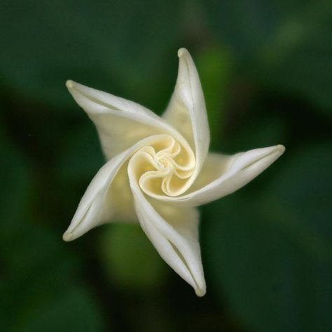 We are ever spiriling upward toward the sun, our brightest symbol of the Spirit of life and love.  moonflower closed Gothic Garden, Moon Garden, Unusual Flowers, Rare Flowers, White Gardens, Moon Flower, Exotic Flowers, Flowers Nature, Cool Plants