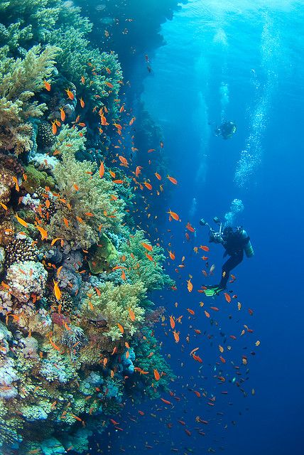 Big Brother Island, Red Sea Coral Reef Photography, Sea Life Creatures, Underwater Wallpaper, 7 Seas, Sea Underwater, Underwater Painting, Underwater Sea, Painting Ocean, Underwater Creatures