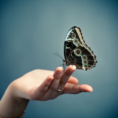 Butterfly lands on- Finger. Gaudy fluttering.- Outside it is cold.- #haiku poem Bloom Book, Free Online Classes, Butterfly Kisses, Free Online Courses, Baby Head, Christian Women, Blue Butterfly, True Beauty, Blue Backgrounds