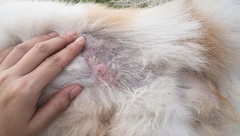 My Dog Has Crusty Scabs on His Back Dog Losing Hair, Constipated Dog, Dog Mange, Diy Dog Shampoo, Dog Skin Problem, Coconut Oil For Dogs, Oils For Dogs, Dog Allergies, Dog Skin