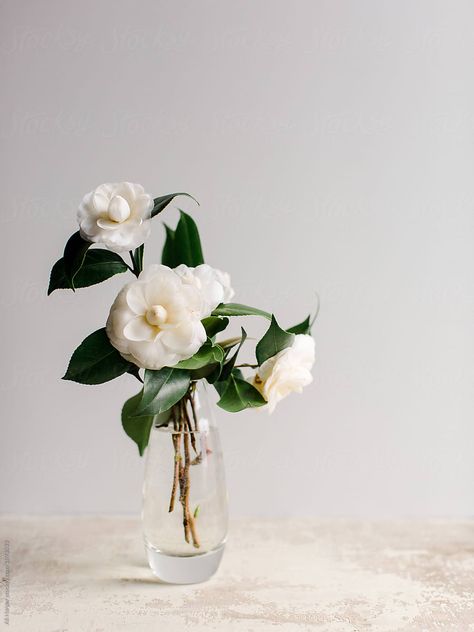 White camellias in glass vase on textured counter Flower Vase Design, White Camellia, White Gardenia, Key West Wedding, Flower Vase Arrangements, Camellia Flower, Vase Arrangements, 수채화 그림, Pretty Flowers