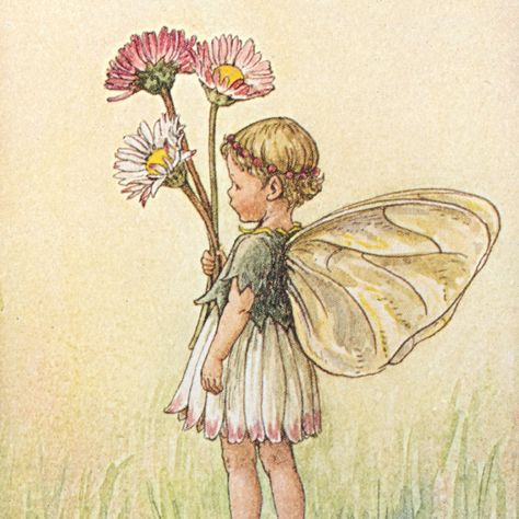 Daisy Fairy, Flower Fairies Books, Fairy Vintage, Spring Fairy, Fairy Illustration, 17 December, Fairy Pictures, Cicely Mary Barker, Fairy Tattoo