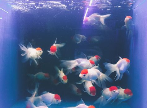 Fish Photos, Goldfish Tank, Asthetic Picture, Aesthetic Indie, Beautiful Fish, Aesthetic Vintage, Koi Fish, Blue Aesthetic, Goldfish