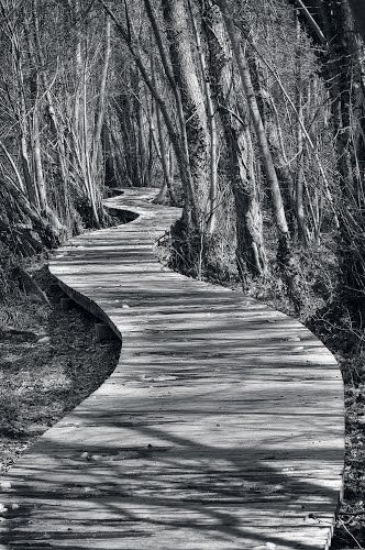 winding path in the woods Path In The Woods, Wooden Path, Winding Path, Lipstick Stain, Water Reflections, Classical Art, In The Woods, Art And Architecture, Night Skies