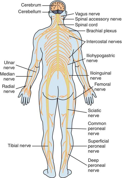 Nervous System Anatomy Drawing, Nervous System Pictures, Division Of Nervous System, Nervous System Drawing, Leaf Knitting Pattern, Nervous System Anatomy, Radial Nerve, Body Study, Brain Anatomy