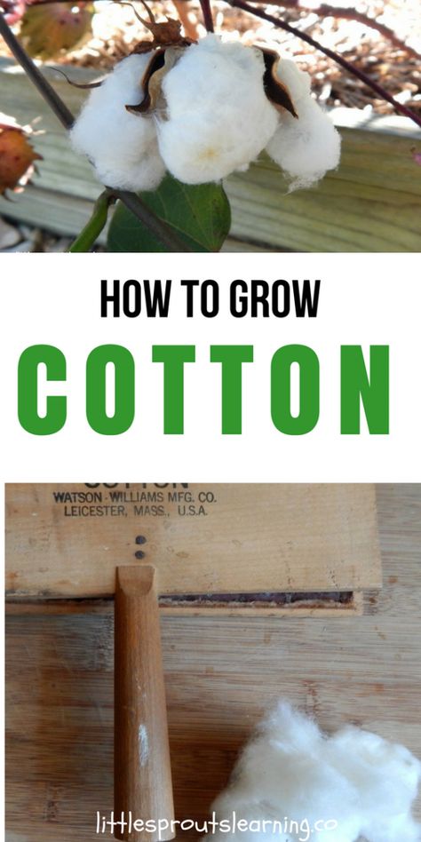 How To Grow Cotton, Grow Cotton, Growing Cotton, Preschool Garden, Cotton Plant, Aquaponics System, Organic Gardening Tips, Grow Your Own Food, Farm Gardens