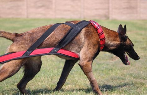 Weight Pulling Dog, Conditioned Dogs, Fit Dogs, Belgian Malinois Dog, Dog Sports, Malinois Dog, Pull Cart, Dog Weight, Dog Things