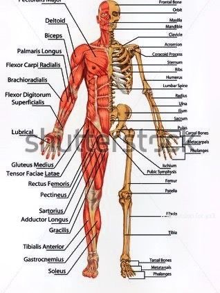 Body Muscle Anatomy, Muscular System Anatomy, Skeleton System, Human Skeletal System, Human Muscle Anatomy, Muscle System, Body Diagram, Basic Anatomy And Physiology, Post Human