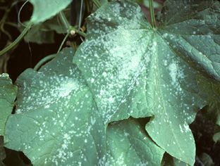 CUCUMBER FAMILY.POWDERY MILDEW ON CUCURBITS.Center for Agriculture, Food and the Environment UMass Amherst Garden Solutions, Powdery Mildew, Plant Diseases, Gardening Advice, Pest Control, Garden Paths, Household Hacks, Green Thumb, Garden Projects