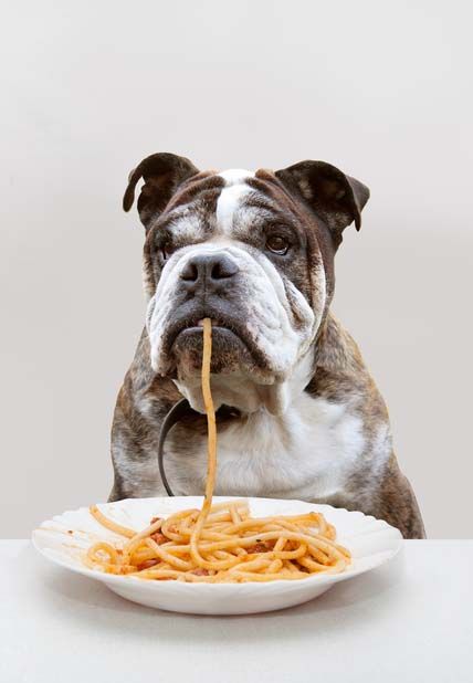 Foods Dogs Can Eat, Diy Dog Food, Animal Photoshoot, Dog Insurance, Raw Dog Food Recipes, Dog Nutrition, Cheap Dogs, Human Food, Can Dogs Eat