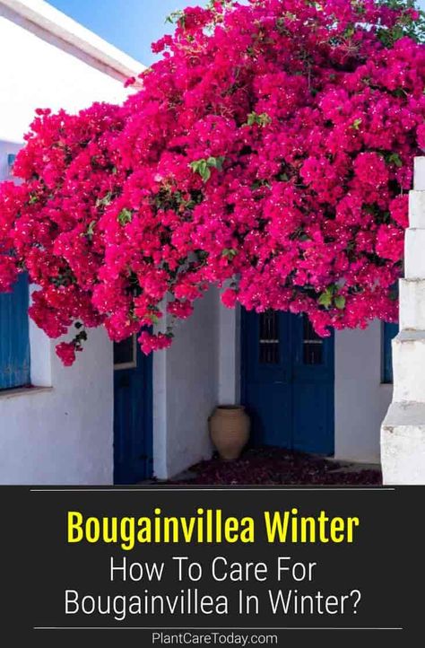 Do you grow Bougainvillea outside during summer and grow Bougainvillea inside during winter? It is possible, but you'll need to winterize your plants. Bougainvillea In Pots, Potted Bougainvillea, Bougainvillea Care, Arizona Plants, Florida Landscape, Foliar Spray, Fruit Bushes, Winter Gardening, Outside Plants