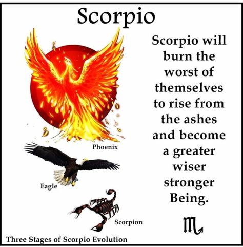 Scorpion Cake, Writing Toolkit, Scorpio Ascendant, Scorpio Personality, All About Scorpio, Zodiac Quotes Scorpio, Scorpio Art, Astrology Scorpio, The Scorpions