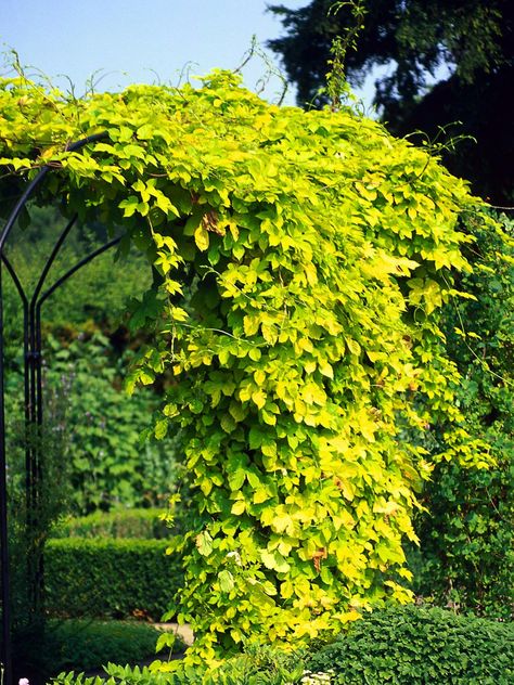 Golden Hops  A simple arbor is brightened and covered quickly by the fast-growing golden hops (Humulus lupulus 'Aureus'). Hops Vine, Fast Growing Vines, Pergola Pictures, Growing Vines, Garden Privacy, Garden Vines, Garden Solutions, Climbing Vines, Climbing Plants