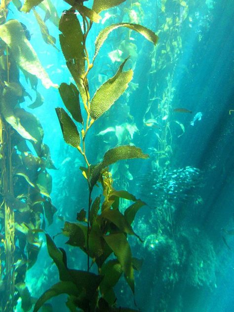 Underwater Plants, Kelp Forest, Underwater City, Monterey Bay Aquarium, Life Aquatic, Water Life, Monterey Bay, Underwater Photography, Underwater World