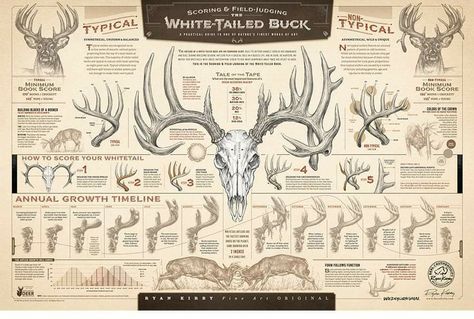 Deer Hunting Decor, Hunting Videos, Whitetail Bucks, Guided Art, Dog Shop, White Tail, Whitetail Deer, Landscape Poster, Sporting Dogs