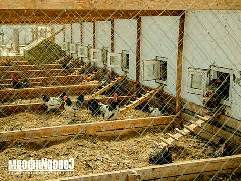 Reban Ayam, Rabbit Farming, Poultry Farm Design, Chicken Brooder, Chicken Coop Garden, Chicken Shed, Chicken Barn, Poultry Farming, Crop Farming