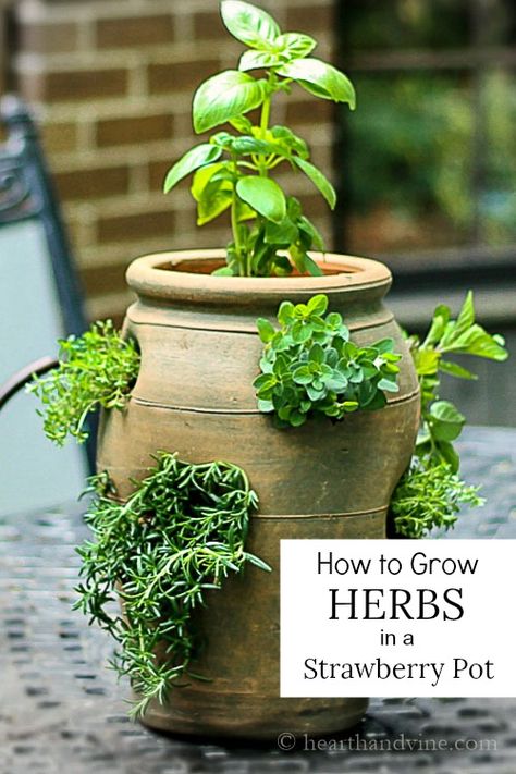 Create a wonderful herb garden in a strawberry pot. This pot is small enough for a sunny patio and offers easy access for cooking with herbs. Culinary Herb Garden, Strawberry Pot, Indoor Herbs, Herb Garden Pots, Kitchen Gardening, Strawberry Pots, Strawberry Planters, Diy Herb Garden, Herb Gardens