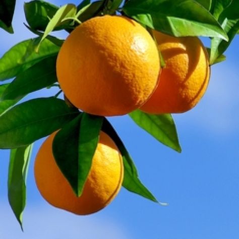 Dwarf Campbell Valencia' Growing Citrus, Tattoo Plant, Monrovia Plants, Navel Oranges, Valencia Orange, Plant Catalogs, Sweet Orange Essential Oil, Freshly Squeezed Orange Juice, Fruit Seeds