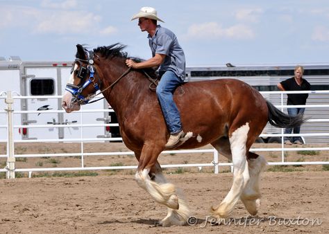 Clydesdale ridden bareback Horse Barrel Racing, Draft Horse Breeds, Pole Bending, Pony Breeds, Horse Pics, Clydesdale Horses, Draft Horse, Quarter Horses, Horse Dressage