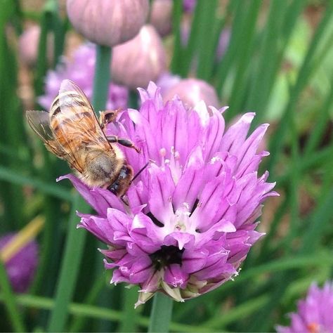 Fried Chive Blossoms Chive Blossom, Farm Food, Urban Farming, Backyard Garden, I Know, Blossom, Plants