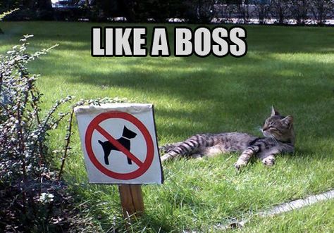 Twenty-five funny cat memes with pictures that feature hilarious captions and dialogue supplied by humans. Funny Pictures With Captions, Magnum Opus, Funny Cats And Dogs, Cat Facts, Funny Cat Memes, Funny Cat Pictures, Funny Animal Memes, Like A Boss, Funny Animal Pictures