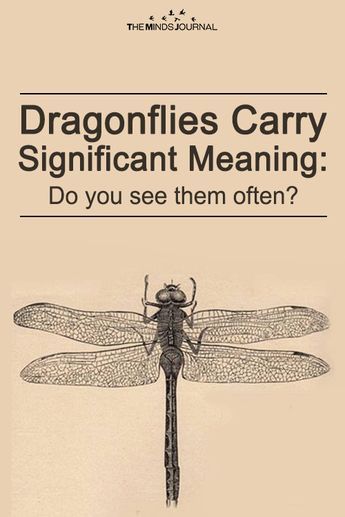 Dragonflies Carry Significant Meaning: Do you see them often? - https://themindsjournal.com/dragonflies-carry-significant-meaning/ Dragonfly Tattoo Symbolism, Dragonfly Significance, Dragonfly Diy Craft Ideas, Dragonfly Meaning Spiritual Tattoo Ideas, Dragonfly Sayings, Drangfly Tattoo, Empath Tattoos, Dragonfly Tattoo Meaning, Dragonfly Meaning Spiritual