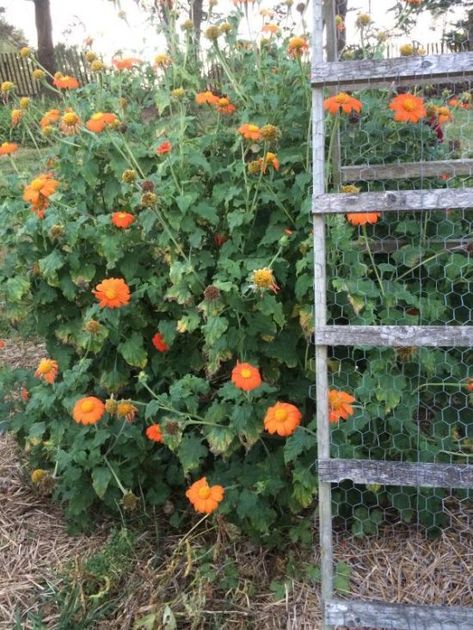 Mexican Sunflower-Butterfly Favorite – The Garden Diaries Sunflower Bed, Mexican Sunflower, Growing Sunflowers, Sunflower Butterfly, Garden Diary, Attracting Beneficial Insects, How To Attract Birds, Beneficial Insects, Tall Plants