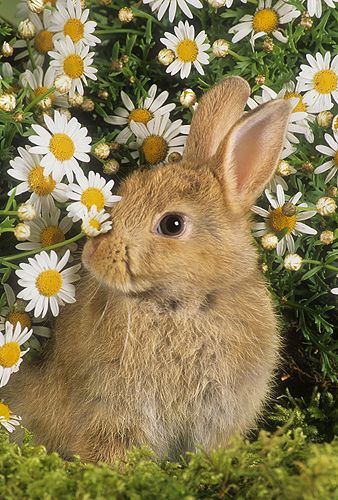 Regnul Animal, Beautiful Rabbit, Cute Bunny Pictures, Bunny Pictures, Baby Animals Pictures, Pet Bunny, Pretty Animals, Cute Animal Photos