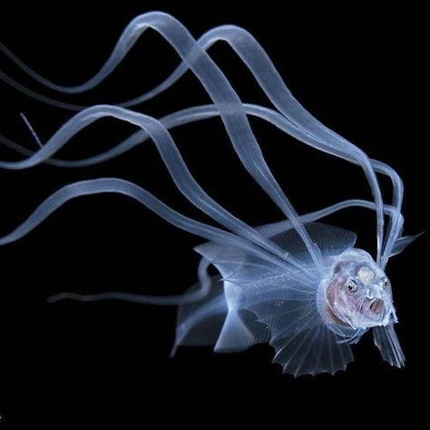 The bony-eared assfish (Acanthonus armatus) juvenile form Marine Photography, Deep Sea Life, Art Underwater, Deep Sea Creatures, Underwater Photographer, Beautiful Sea Creatures, Underwater Photos, Sea Monsters, Marine Animals