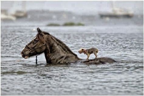 Tiny dog being saved from a flood by riding on a horse`s back(!) Powerful Pictures, Blind Dog, Animals Friendship, Horses And Dogs, Ronald Reagan, Springer Spaniel, Appaloosa, Quarter Horse, Horse Love