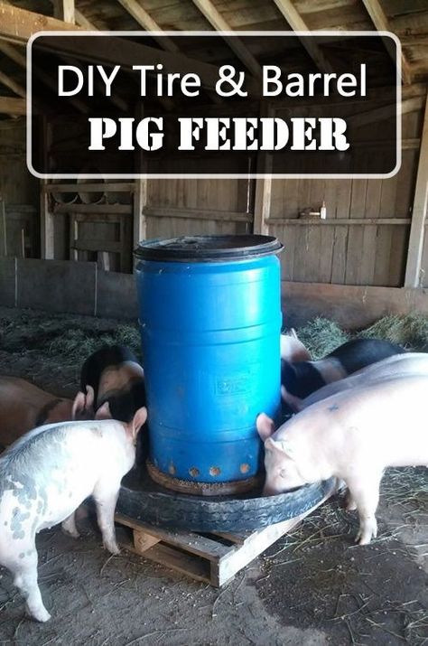 DIY Tire & Barrel Pig Feeder - easy step by step instructions... #pigs #diy  #homestead #homesteading Pigs Farming Livestock, Pig Shelter, Pig Feeder, Pig Waterer, Pig Feed, Raising Pigs, Raising Farm Animals, Pig Pen, Happy Pig