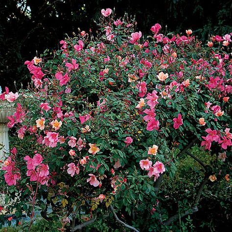 Mutabilis Rose, Rose Terrace, Garden Redesign, Hydrangea Quercifolia, Garden Therapy, Oakleaf Hydrangea, Yellow Plants, Southern Garden, Landscape Plants