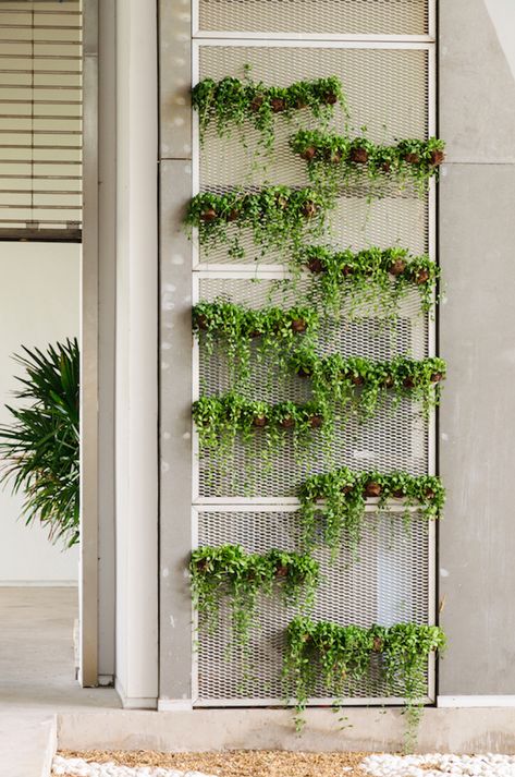 Wall Garden Indoor, Backyard Herb Garden, Vertikal Garden, Garden Watering System, Vertical Garden Indoor, Jardim Diy, Balkon Design, Vertical Garden Wall, Backyard Garden Landscape