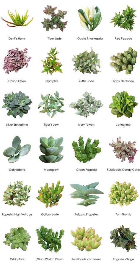 Blackwoods.co.za Succulent Identification Charts - Blackwoods.co.za Identifying Succulents, Suculent Plants, Succulent Garden Outdoor, Tanaman Sukulen, Kaktus Dan Sukulen, Succulent Names, Types Of Succulents Plants, Tanaman Indoor, نباتات منزلية