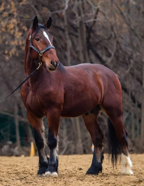 Draft Horse Breeds, Percheron Horses, Miniature Ponies, Horse Markings, Horse Poses, Horse Art Drawing, Horse Reference, Horse Coats, Horse Inspiration