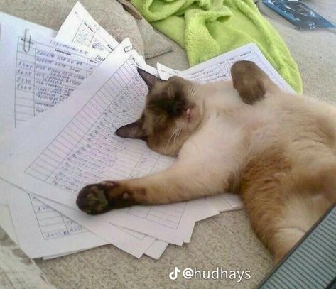 Cat Studying Pfp, Silly Cats Pictures, Cute Cats Photos, Cat Pictures, Funny Cat Pictures, Cat Aesthetic, Funny Cute Cats, Cute Cats And Dogs