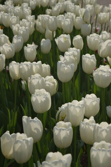 Tulips Field, Buy Me Flowers, Flower Boquet, Green Scenery, Mint Green Aesthetic, Cool Optical Illusions, Boquette Flowers, Tulips Garden, Flower Iphone Wallpaper