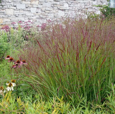 Panicum "shenandoah' switchgrass.  this was the grass across from lamps plus. Panicum Virgatum Shenandoah, Panicum Shenandoah, Panicum Virgatum, Prairie Fire, Grass Type, Grasses Landscaping, Dig Deeper, Grasses Garden, La Face