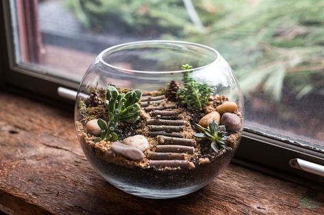 Glass Bowl Terrarium, Best Terrarium Plants, Plant In Glass, Terrarium Jar, Terrarium Bowls, Bowl Decor, Miniature Terrarium, Terrarium Ideas, Mini Terrarium