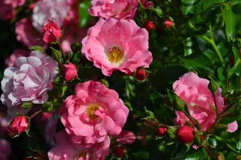 Pink flowering Flower Carpet Roses close-up. Plant Carpet, Carpet Roses, Best Ground Cover Plants, Delosperma Cooperi, Year Round Flowers, Flower Garden Layouts, Geraniums Red, Flower Carpet, Long Blooming Perennials