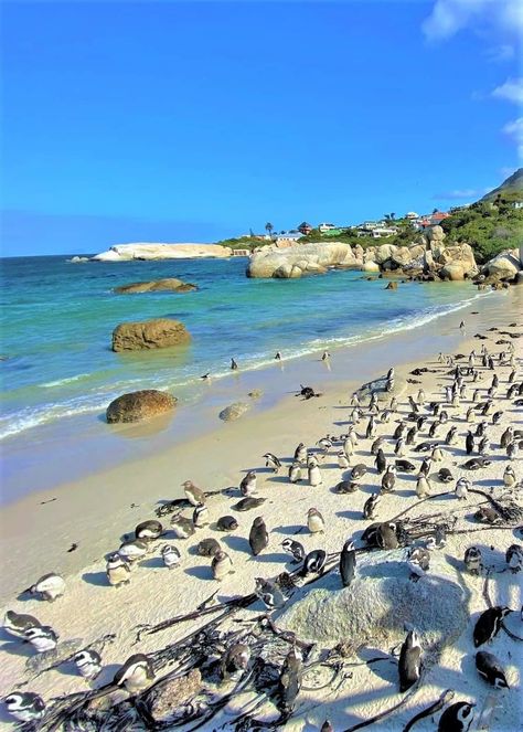 Boulders Beach, South Africa Boulders Beach South Africa, Richards Bay South Africa, South Africa Wallpaper, Africa Wallpaper, Beach South Africa, Boulders Beach, San Junipero, If I Can Dream, Boulder Beach