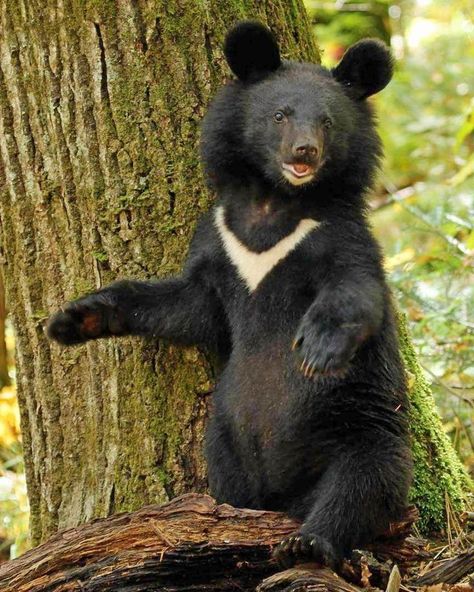 Animal Photography Asian Black Bears: The Cutest Creatures in the World Asian black bears are one of the cutest creatures in the world. They are also one of the most endangered animals in the world. Asian black bears are found in the forests of China, Russia, and North Korea. They are a threatened species due to habitat loss and bowling. In China, they are also hunted for their body parts, which are used in traditional Chinese medicine. Polar Bear We Bare Bears, Mountain Kingdom, Asian Black Bear, Bear Eating, Cute Animal Tattoos, Bear Species, American Black Bear, Black Bear Cub, Moon Bear